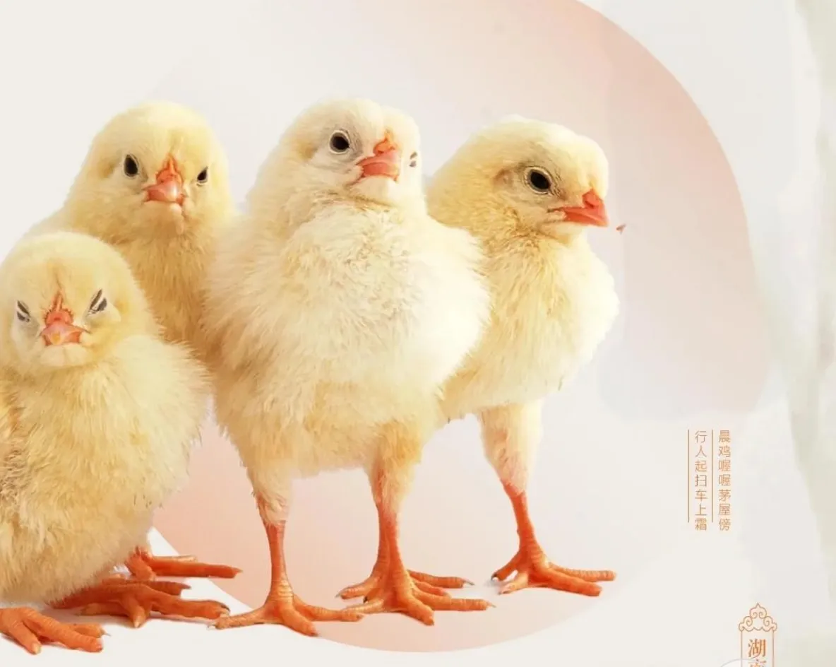The Spicy Legacy of Dong'an Chicken